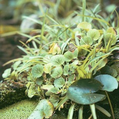 WGX_6675