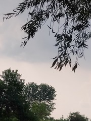 1000024341