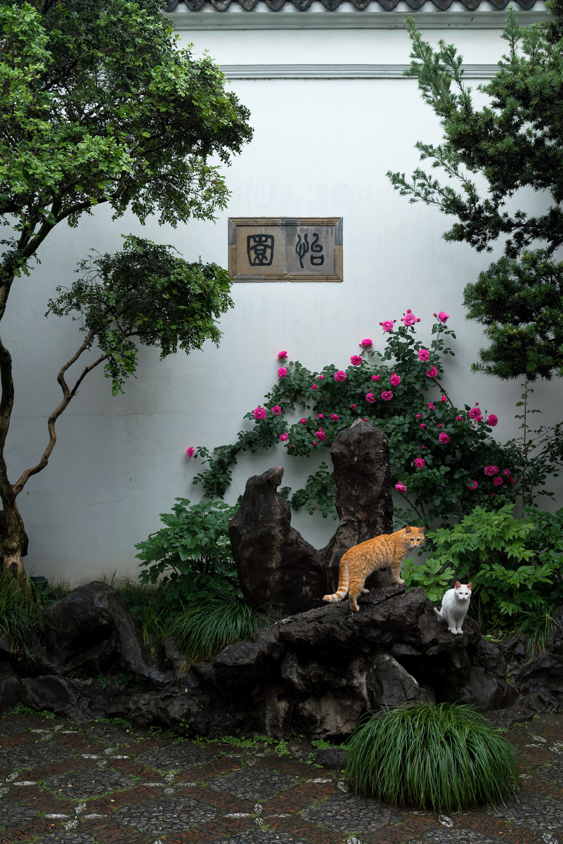 苏州园林怡园初夏