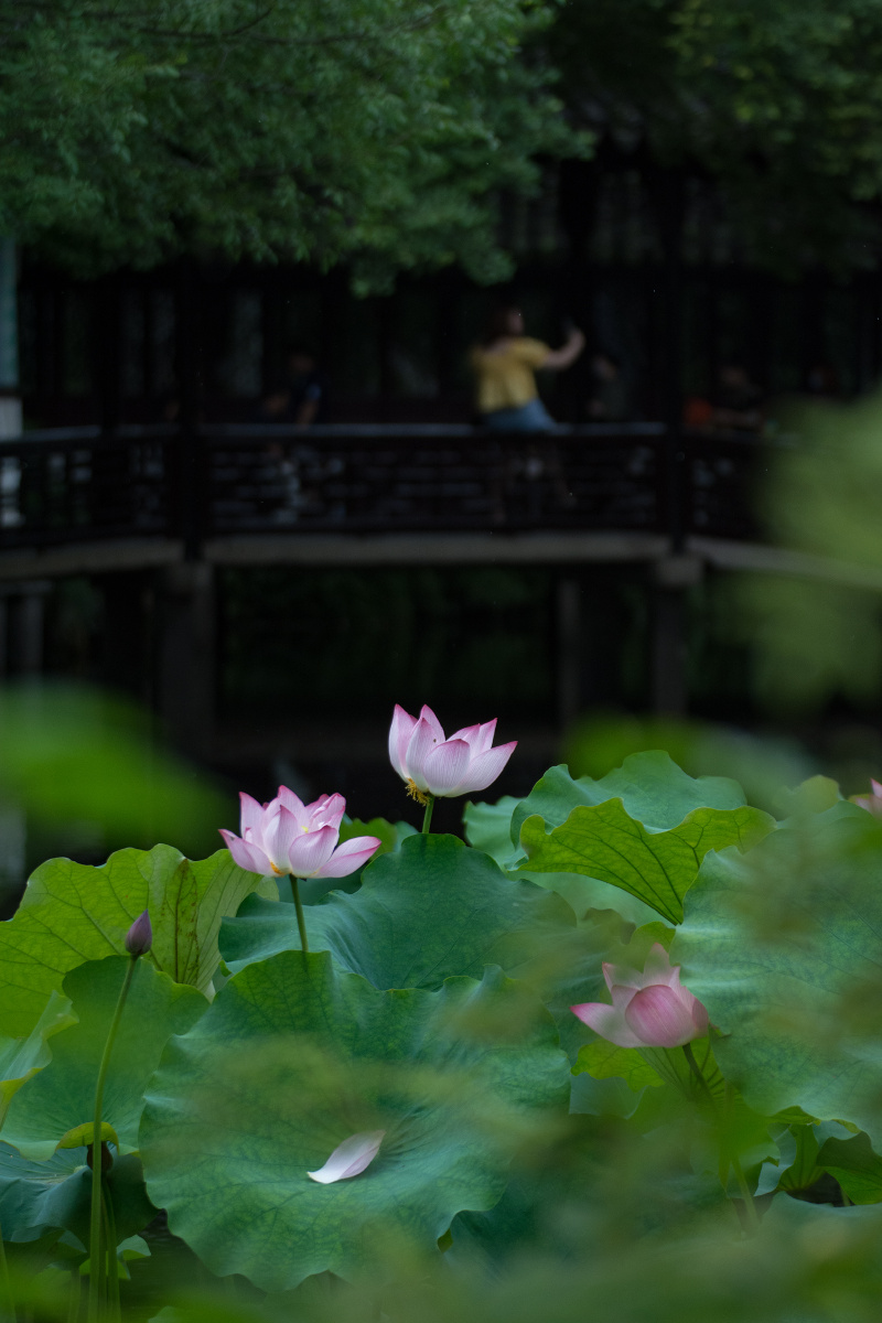 夏物志|拙政园.荷花