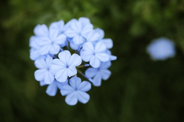 _DSF5080