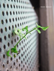 DSCN6095.jpg