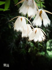 照片 306-2.jpg