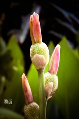 DSCN6399-2.jpg