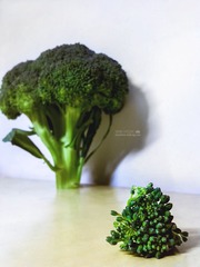 曾以为自己是一棵树