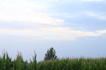 2650
