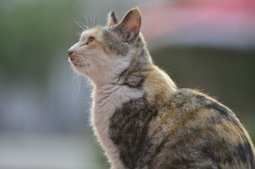一只等待喂食的猫.jpg