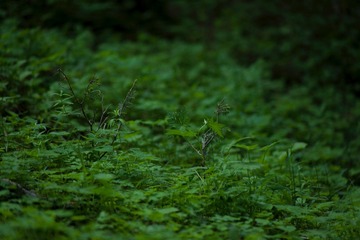 70063570-F3A0-40EC-A6D6-B15A36E45D2C/L0/001