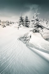 _DSC4781.jpg