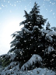 christmas tree