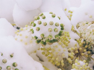 雪绒花