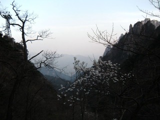 花开山间