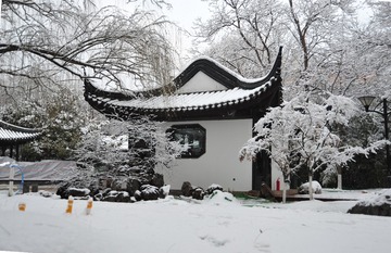 松在山间