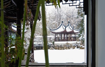 松树