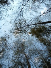 竹之空