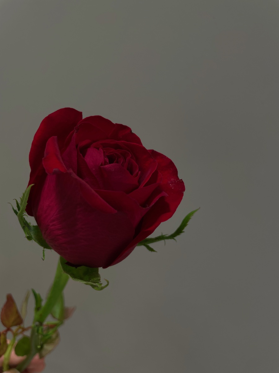 我将玫瑰藏于身后,期盼与你赴约 - 章小小小懒 - 图虫