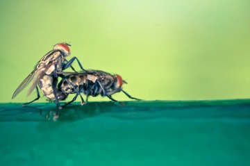 DSC_1065-1.jpg