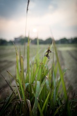 20170403-DSC_0530