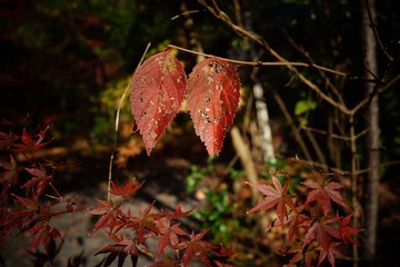 E1D52BFC-8941-494A-9EB8-8089B90F875F/L0/001