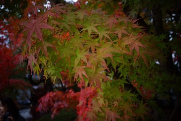 54F5100A-F8AB-485D-A849-31D8F135FC43/L0/001