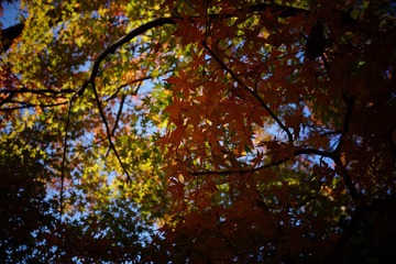 1587D22C-20DF-4A9A-AD38-25C13D0AFAAE/L0/001