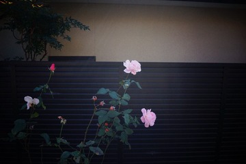 6C8E178D-AF8D-4AD1-B4D6-2F34BD785216/L0/001