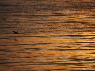 B9F4C36B-B1D2-47A7-9666-EF5AFF034475/L0/001