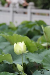 IMG_2852.JPG