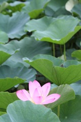 IMG_2920.JPG