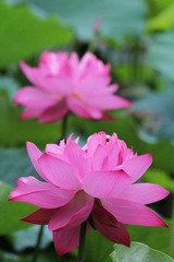 IMG_3146.JPG