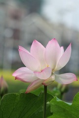 IMG_3383.JPG