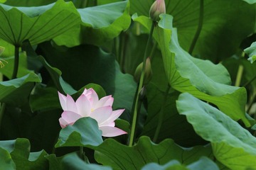 IMG_3416.JPG
