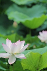 IMG_3390.JPG