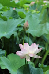 IMG_3426.JPG