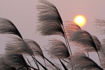 IMG_2447.jpg