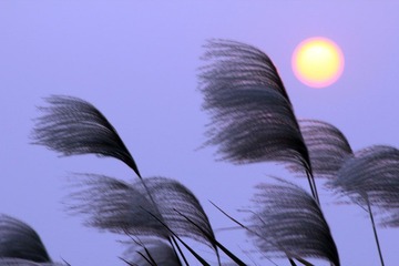 IMG_2463.jpg
