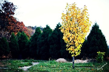 RAY_2583-700
