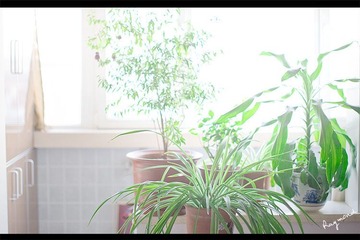 RAY_1606-750