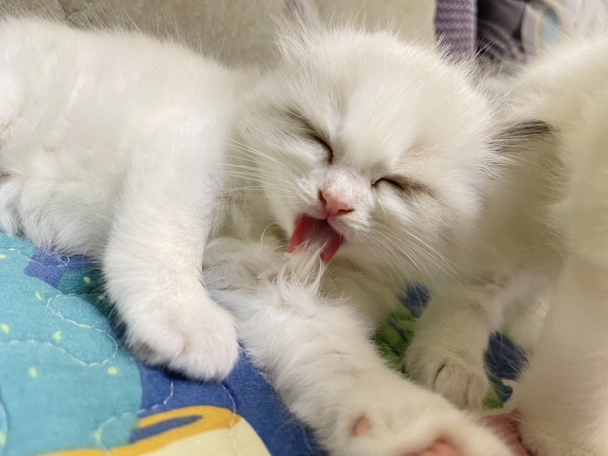 布偶小甜猫 - 合木为舟 - 图虫