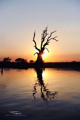 夕阳与古树