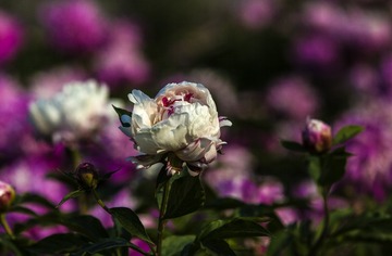 “DSC_9803”为智能对象-1