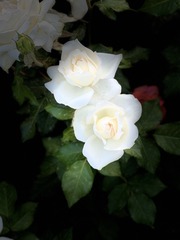 758A9927-D3ED-4434-B142-03C5DFABA716/L0/001