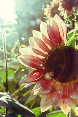 IMG_0438ea.jpg