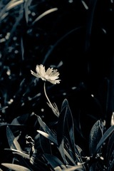 IMG_9998e.jpg