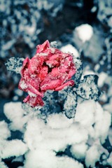 IMG_4316eaaaa.jpg