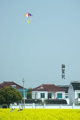 油菜花风筝.jpg