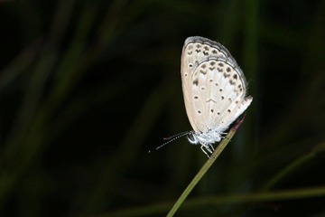 IMG_3918.JPG