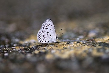 IMG_4069.JPG