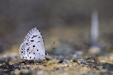 IMG_4087.JPG