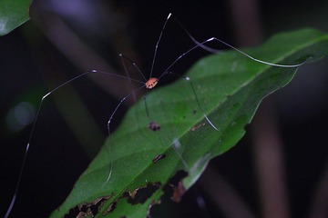 IMG_4115.JPG